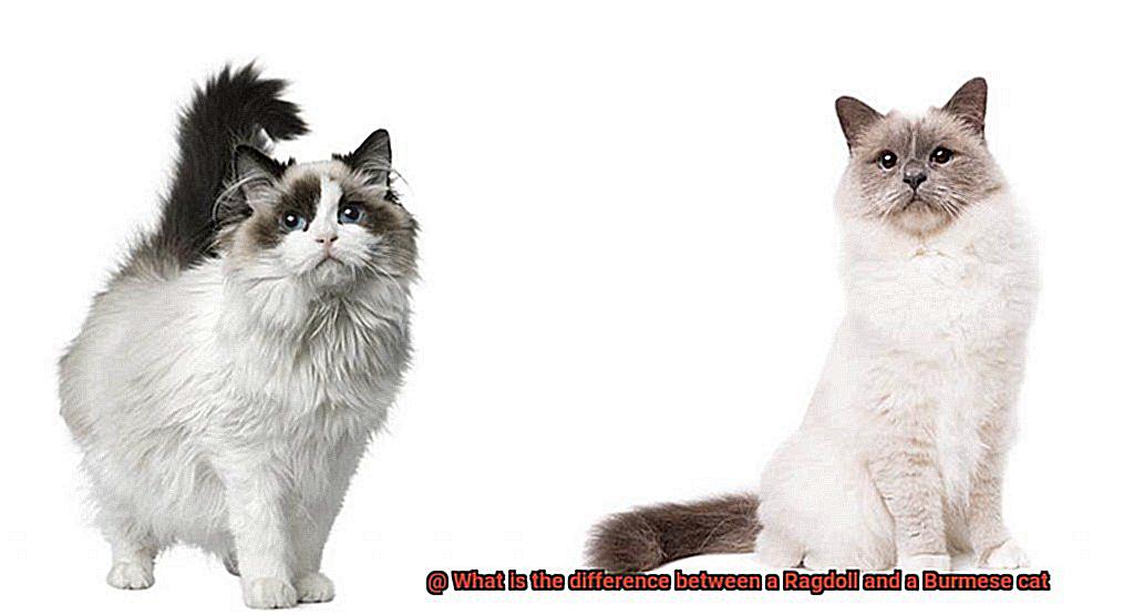 What is the difference between a Ragdoll and a Burmese cat-6