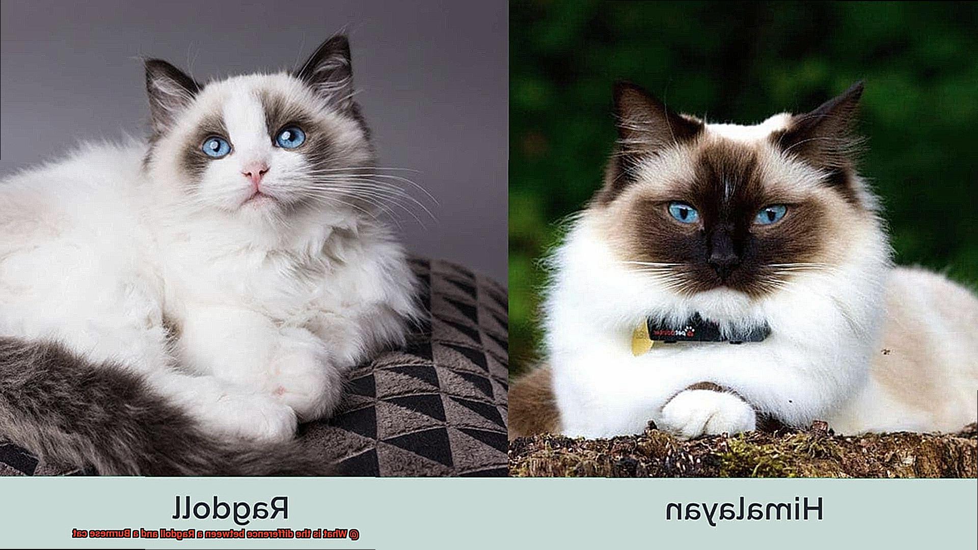 What is the difference between a Ragdoll and a Burmese cat-2