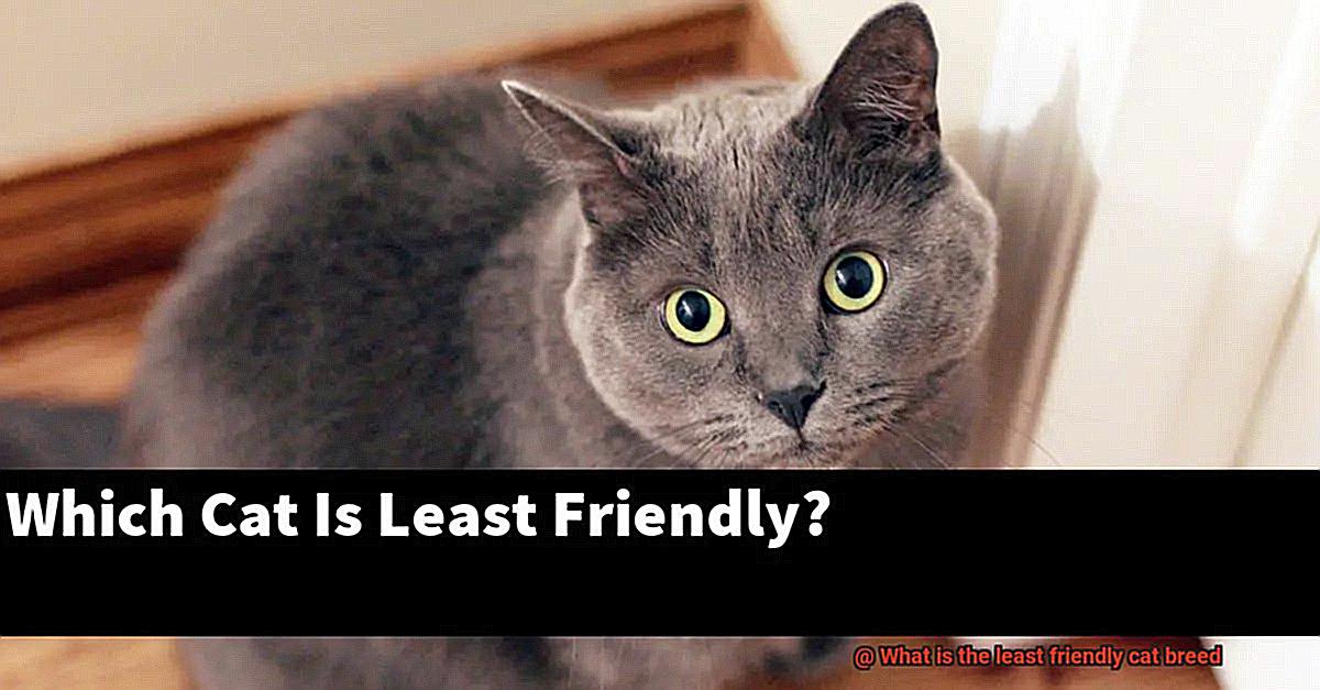 What is the least friendly cat breed-2