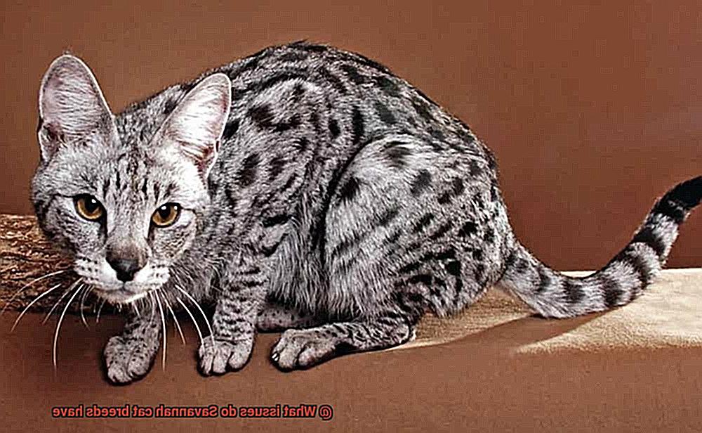 What issues do Savannah cat breeds have-5
