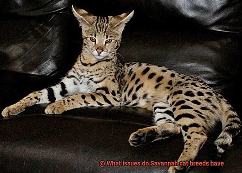 What issues do Savannah cat breeds have-4