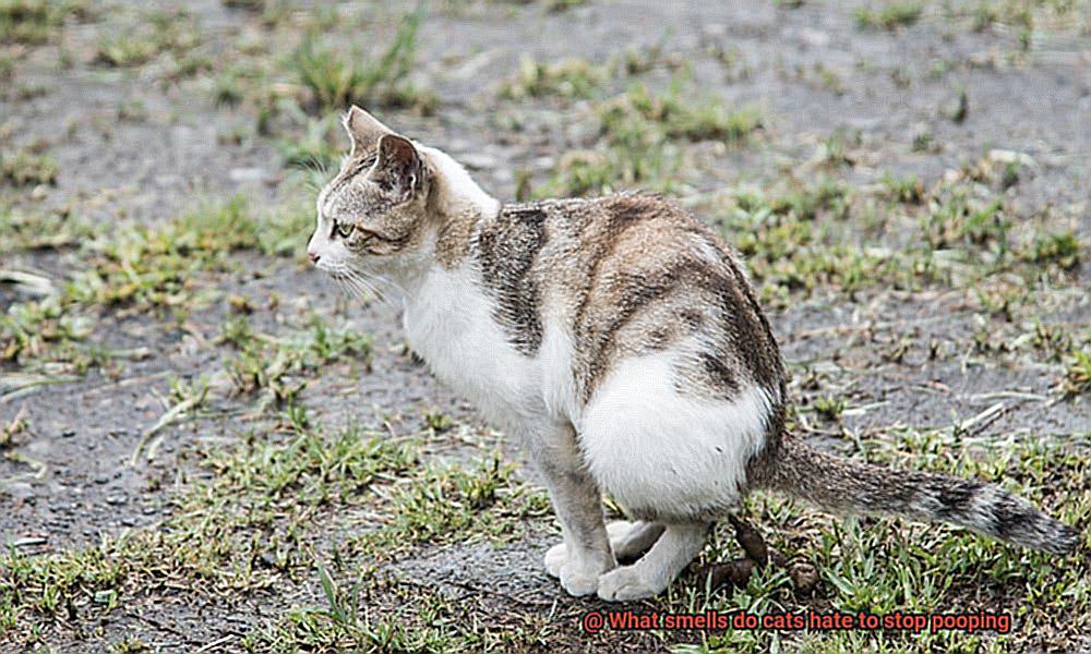 What smells do cats hate to stop pooping-7