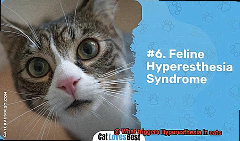 What triggers Hyperesthesia in cats-2