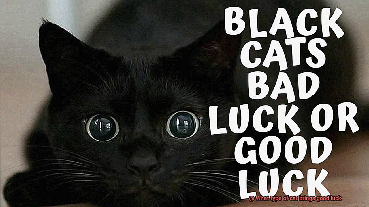 What type of cat brings good luck-4