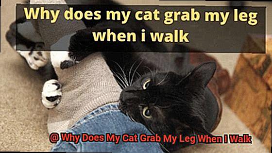 Why Does My Cat Grab My Leg When I Walk-2