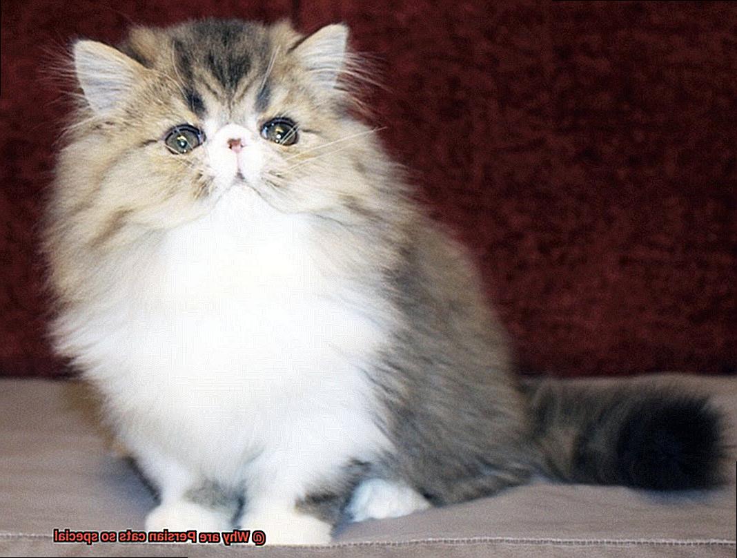 Why are Persian cats so special? - 21Cats.org