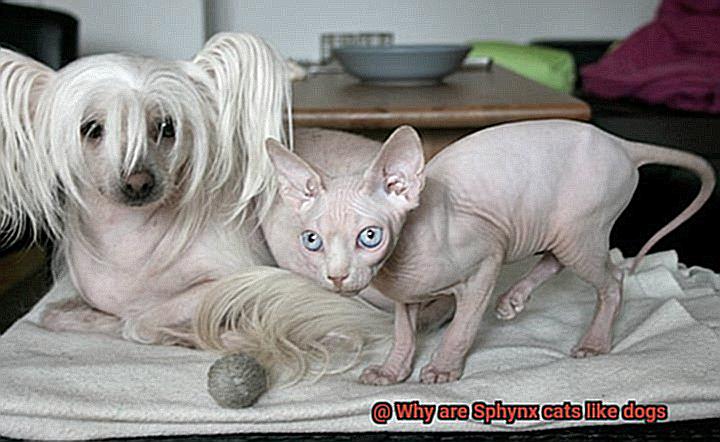 Why are Sphynx cats like dogs-5