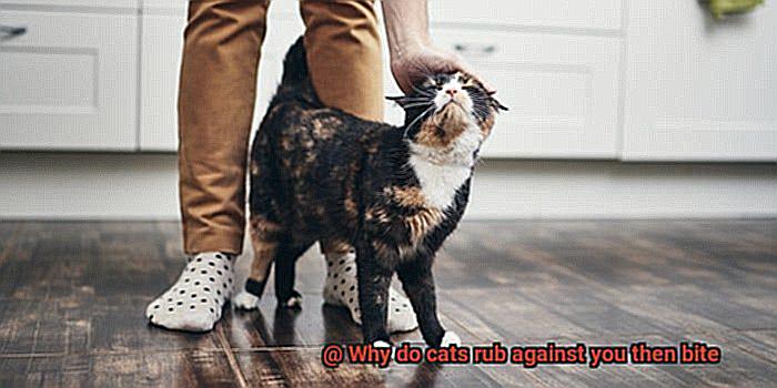 Why do cats rub against you then bite-2
