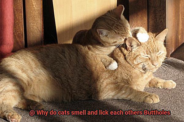 Why do cats smell and lick each others Buttholes-4