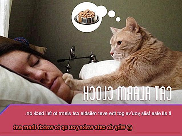 why-do-cats-wake-you-up-to-watch-them-eat-21cats