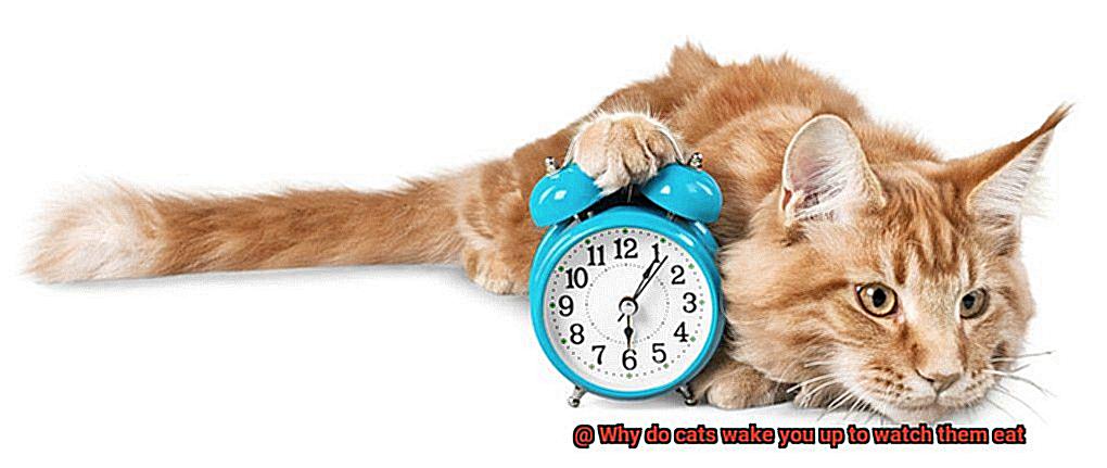 why-do-cats-wake-you-up-in-the-morning-youtube