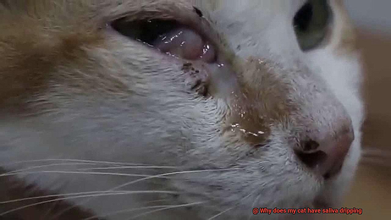 Why does my cat have saliva dripping-4