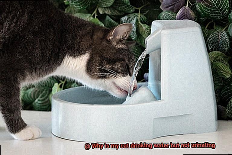 Why is my cat drinking water but not urinating-2