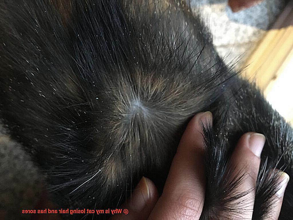 Why is my cat losing hair and has sores-5