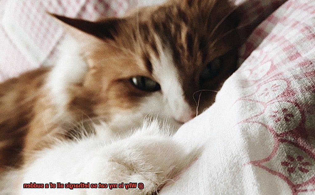 Why Is My Cat So Lethargic All Of A Sudden? - 21Cats.org