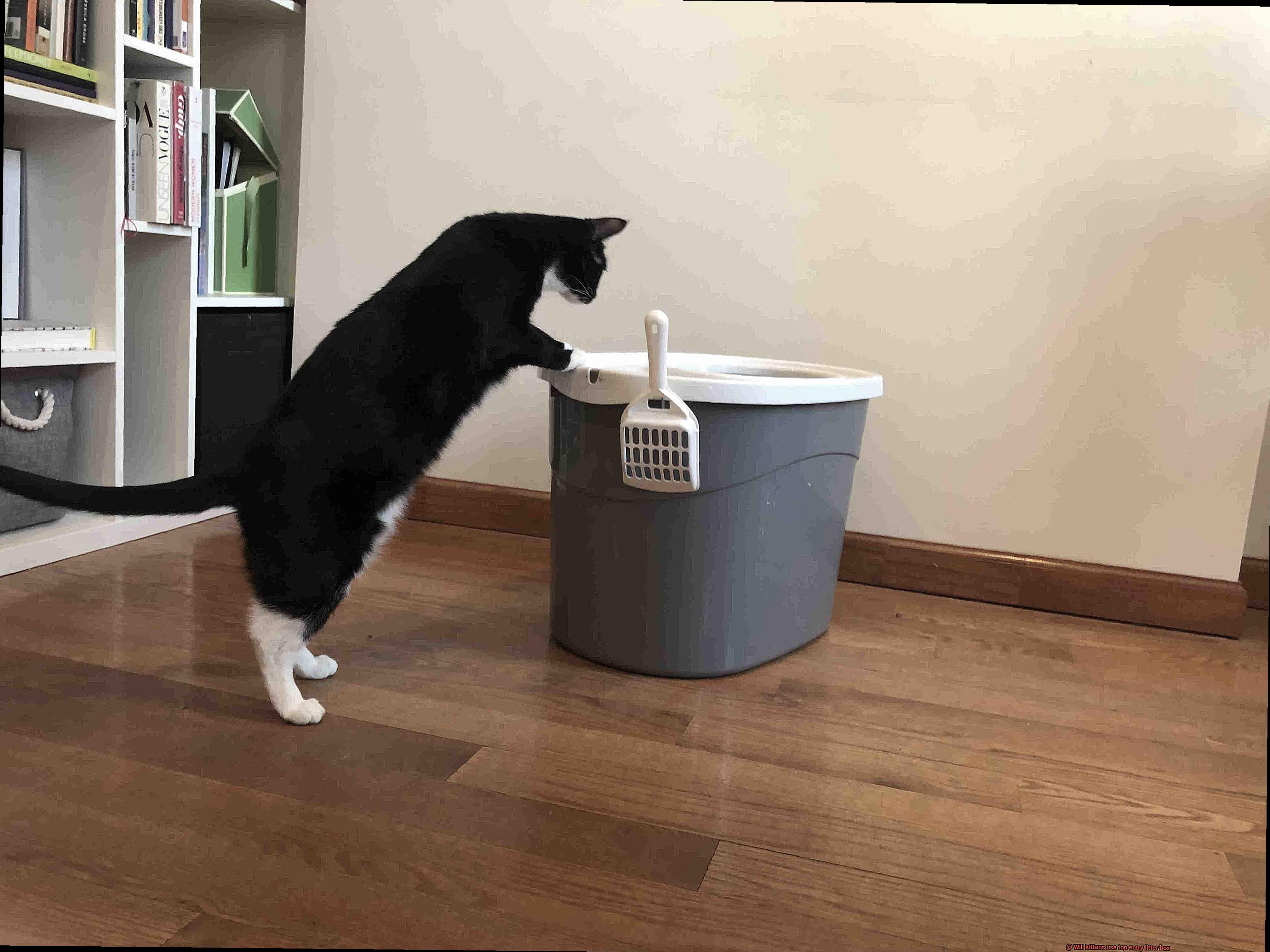 Will kittens use top entry litter box-3