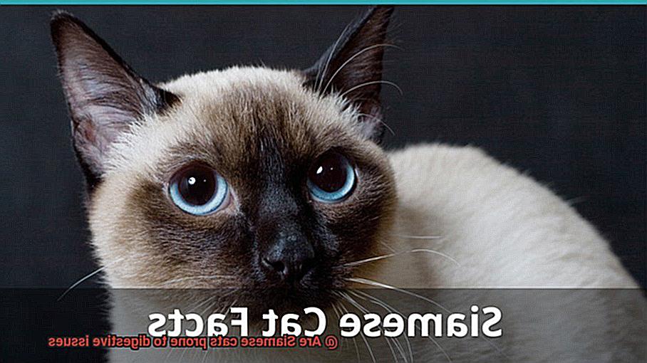Are Siamese cats prone to digestive issues-4