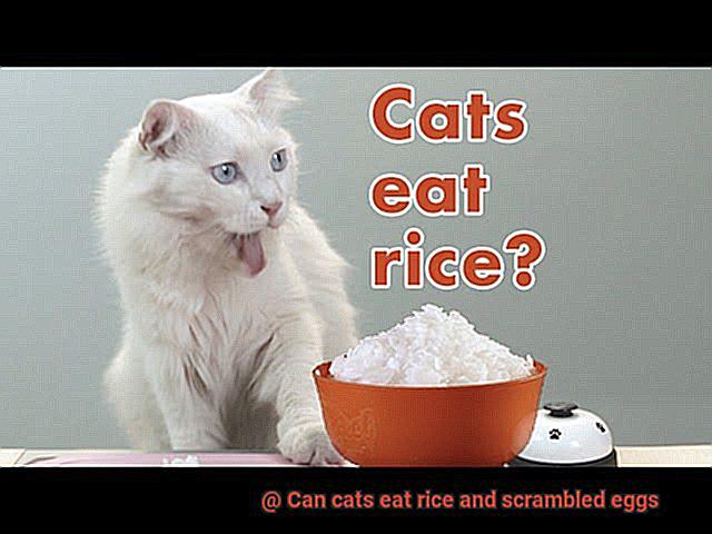 Can cats eat rice and scrambled eggs-7