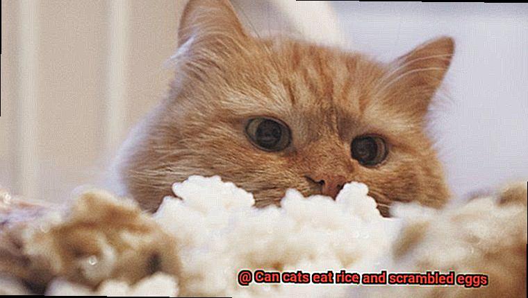 Can cats eat rice and scrambled eggs-6