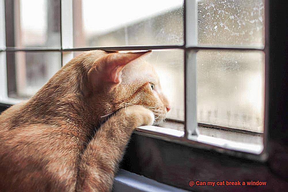 Can my cat break a window-5