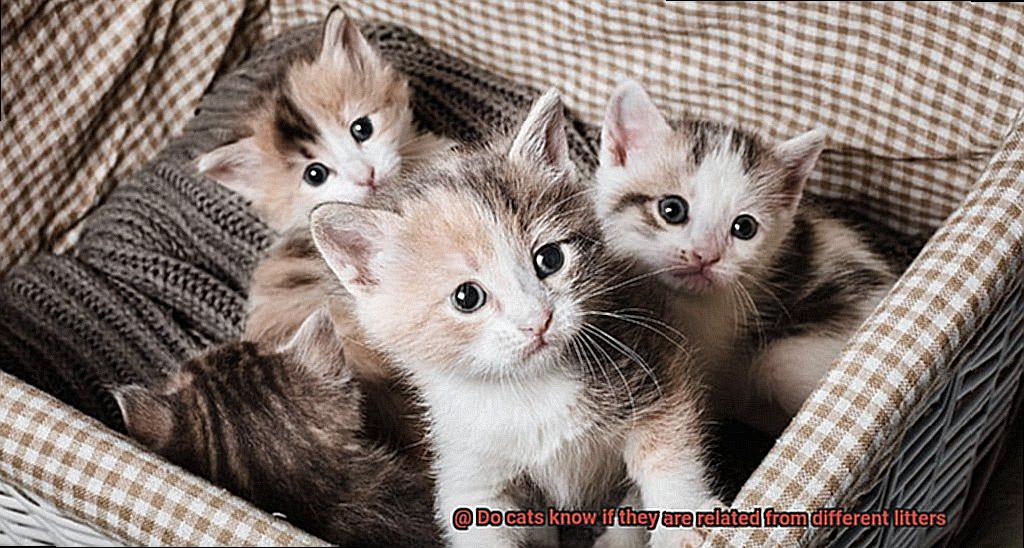 Do cats know if they are related from different litters-8
