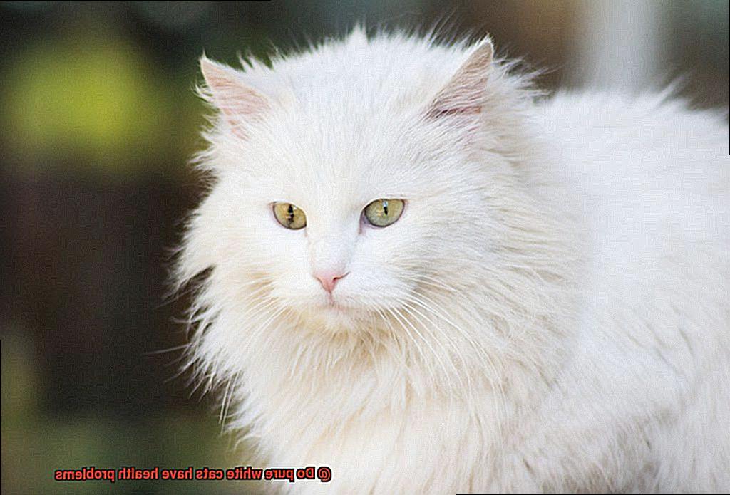 Do pure white cats have health problems-2