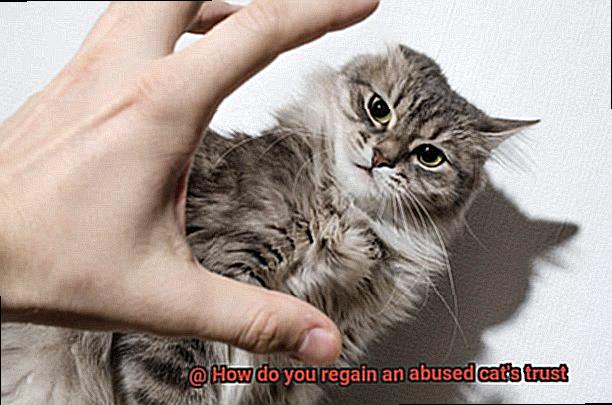 How do you regain an abused cat's trust-3