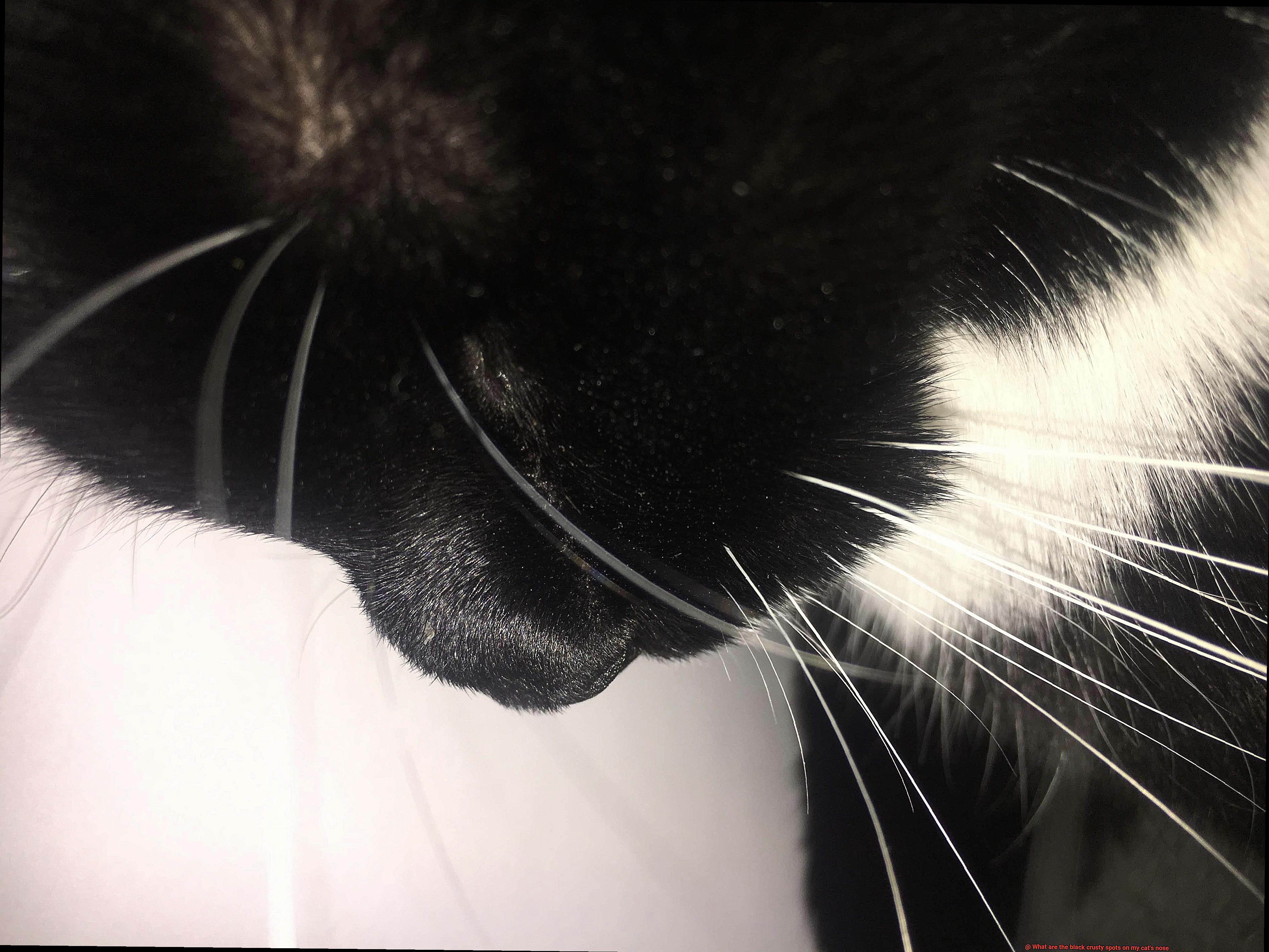 What are the black crusty spots on my cat's nose-2