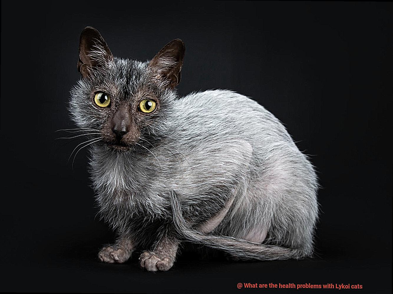 What are the health problems with Lykoi cats-5