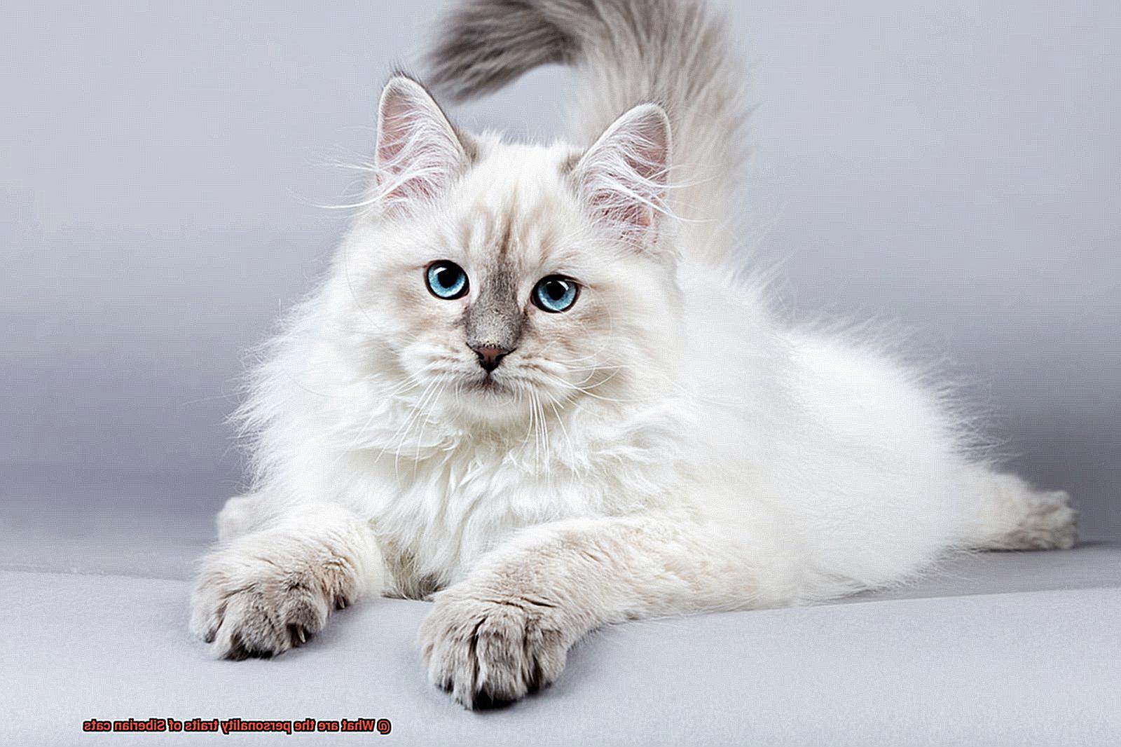 What are the personality traits of Siberian cats? - 21Cats.org