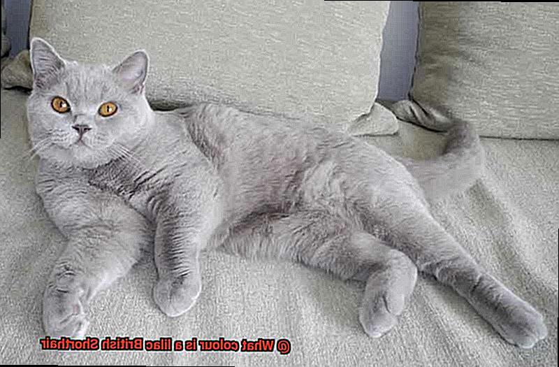 what-colour-is-a-lilac-british-shorthair-21cats