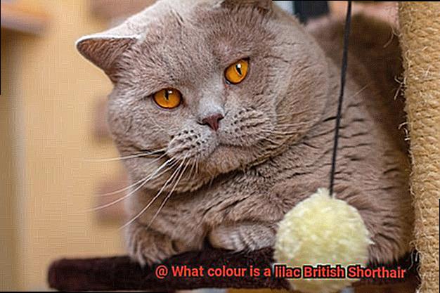 What colour is a lilac British Shorthair-2