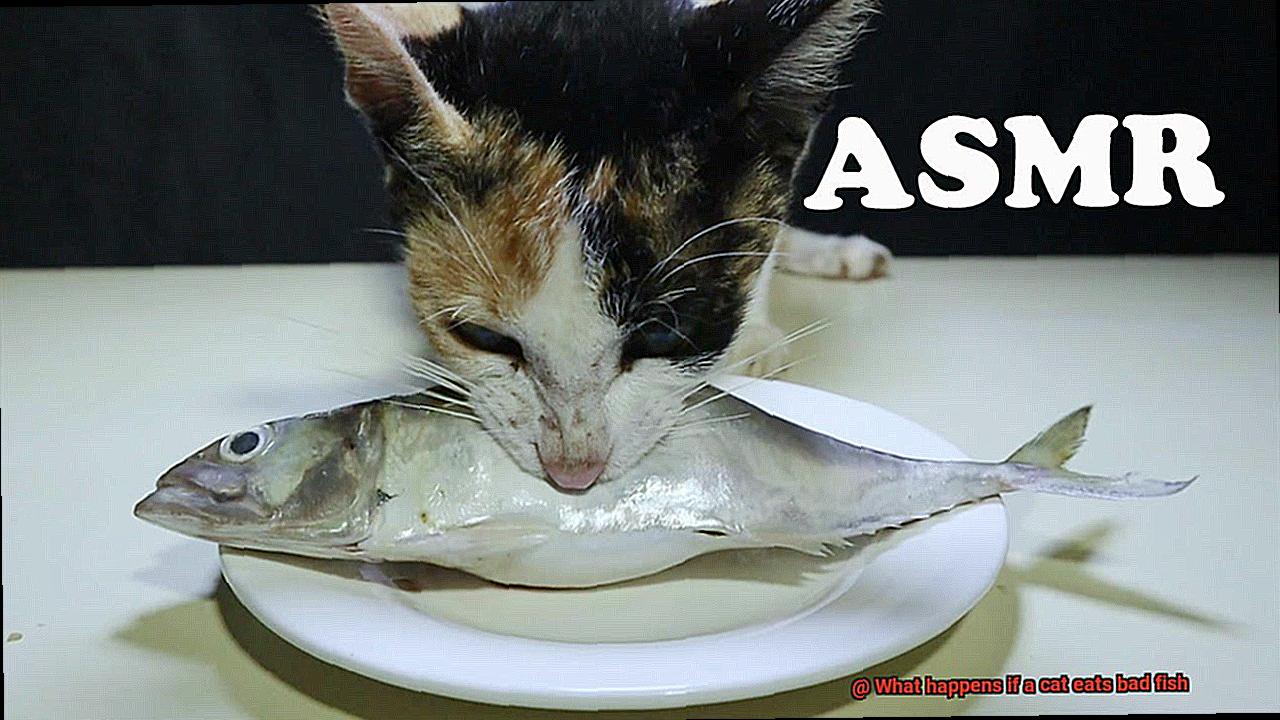 What happens if a cat eats bad fish-2