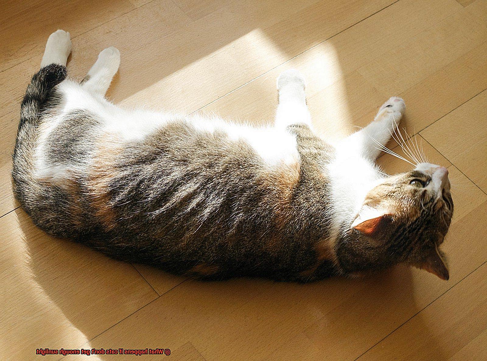 What happens if cats don't get enough sunlight-5