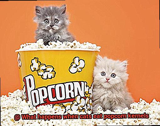 What happens when cats eat popcorn kernels-6