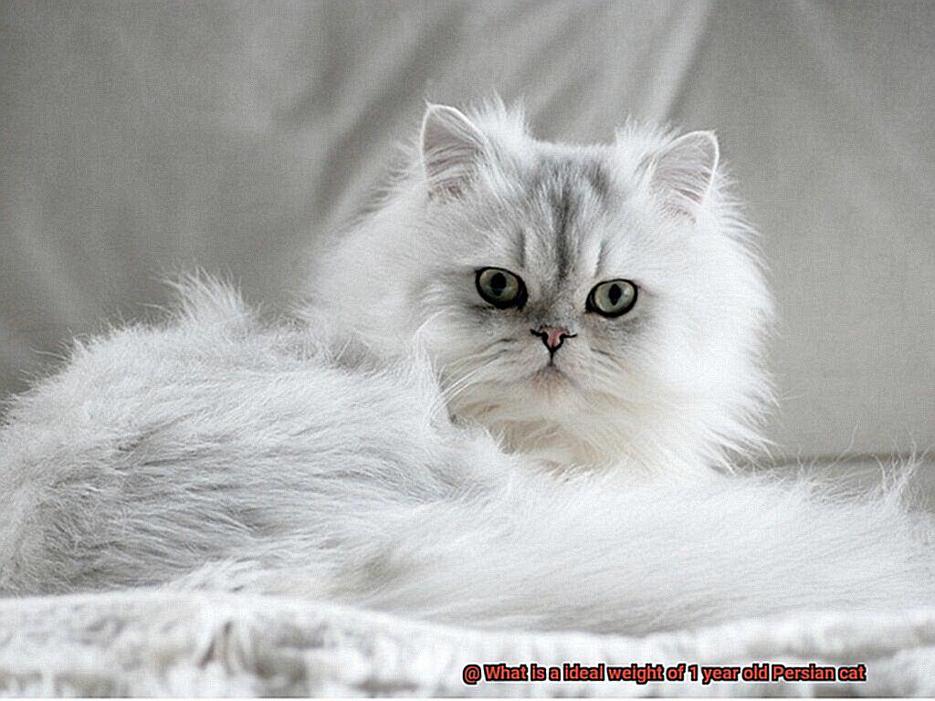 What is a ideal weight of 1 year old Persian cat-4