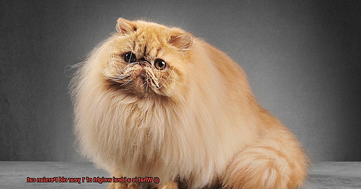 What is a ideal weight of 1 year old Persian cat-6