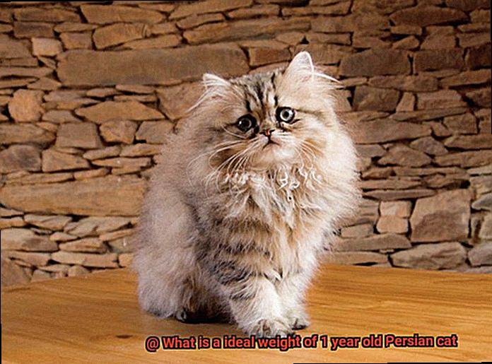 What is a ideal weight of 1 year old Persian cat-5