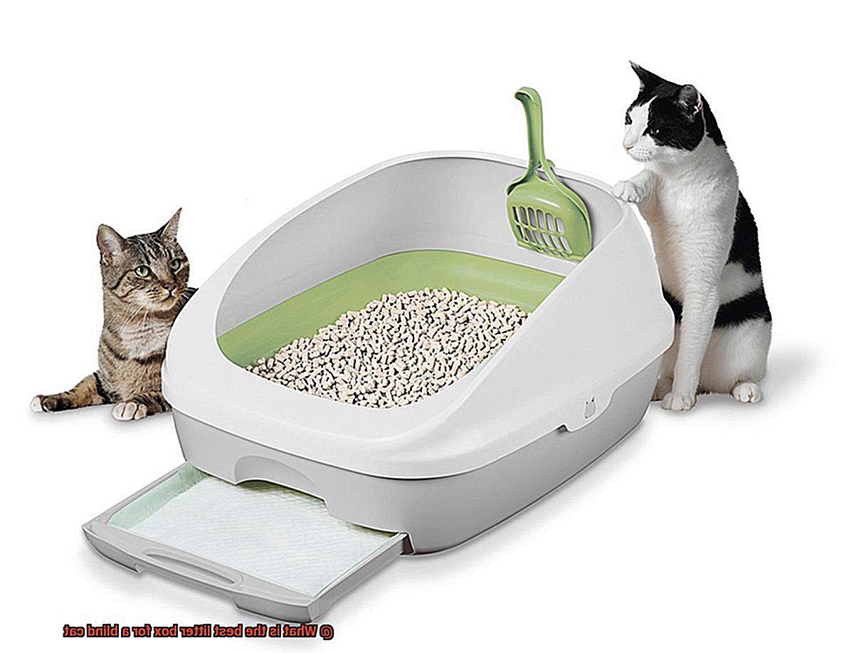 What is the best litter box for a blind cat-4