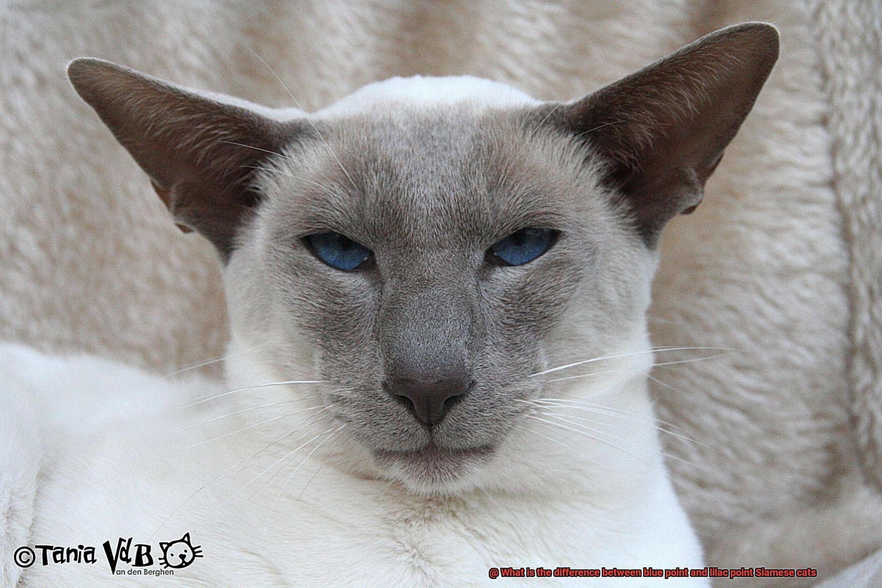 What is the difference between blue point and lilac point Siamese cats-8