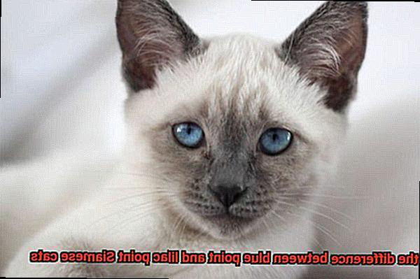 What is the difference between blue point and lilac point Siamese cats-3