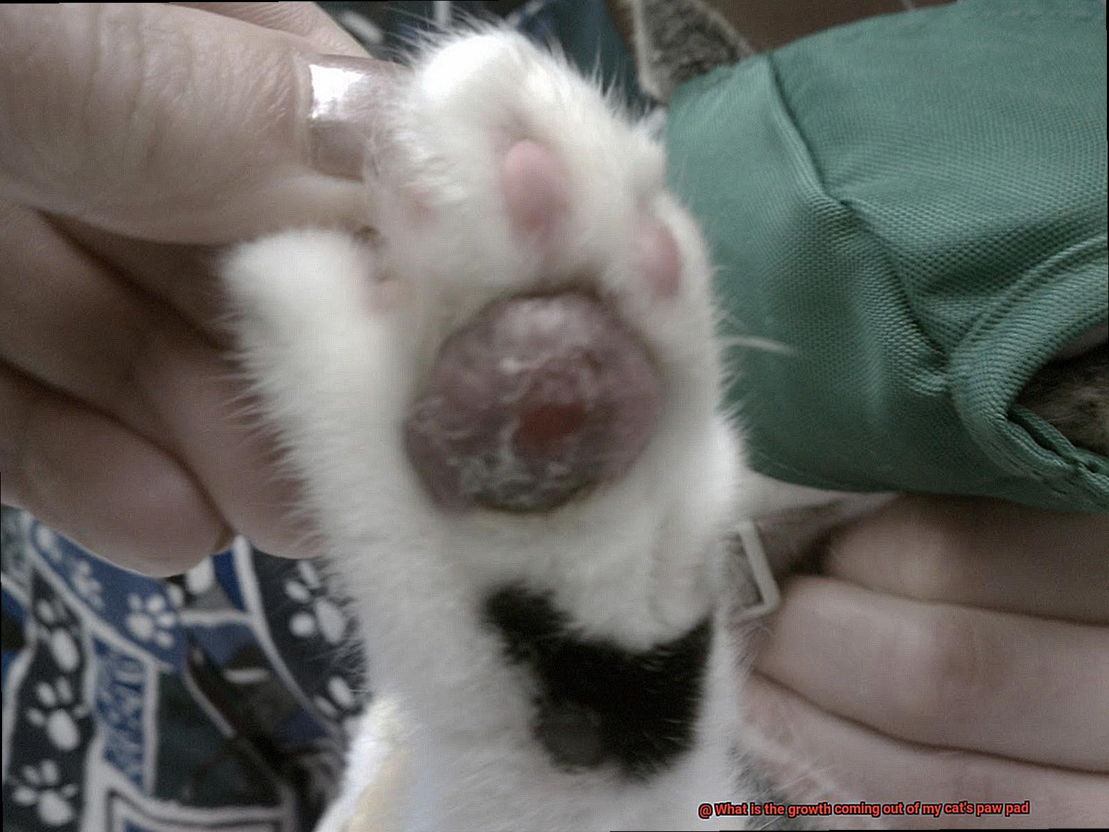 What is the growth coming out of my cat's paw pad-5