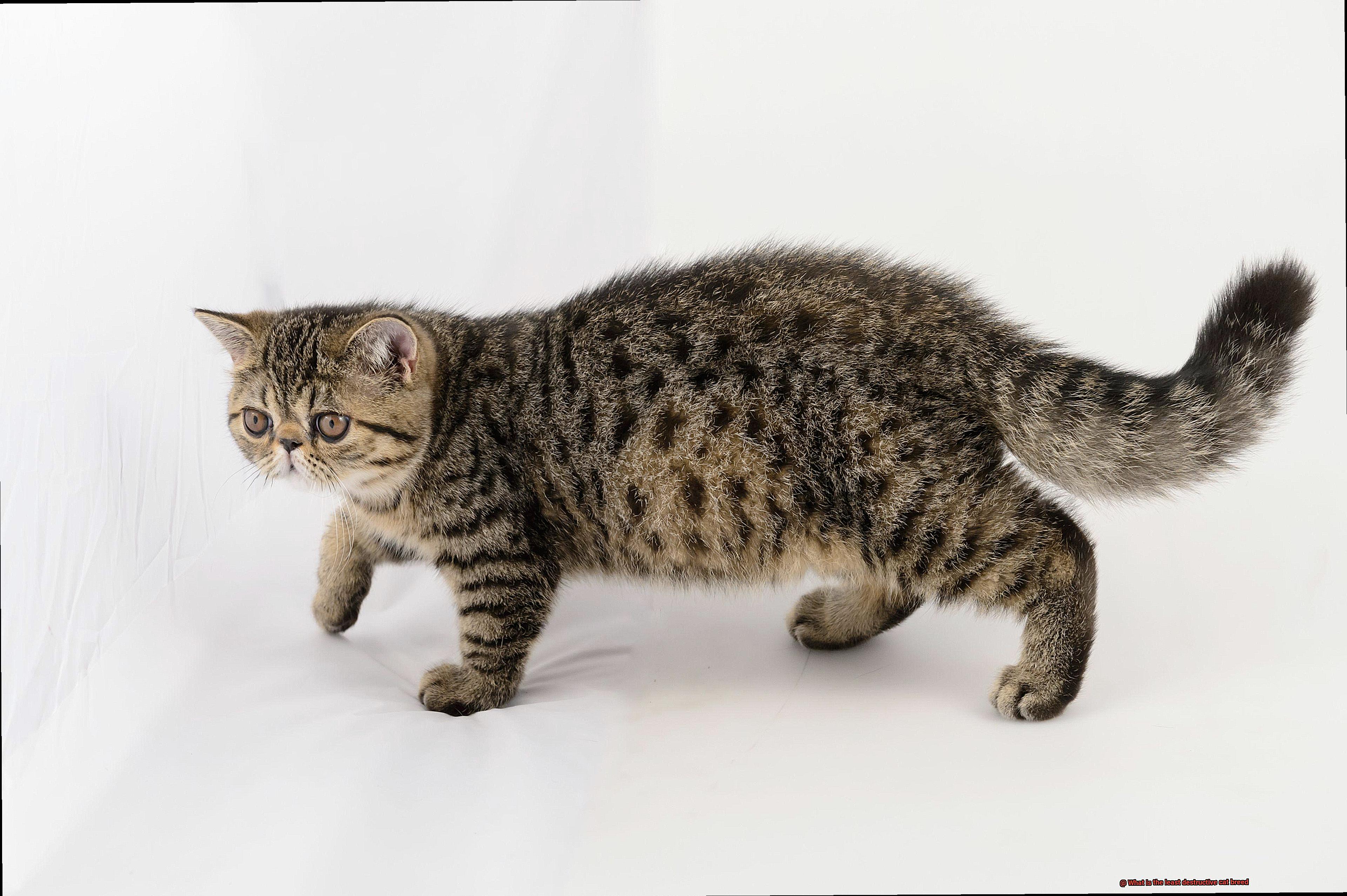 What is the least destructive cat breed-4