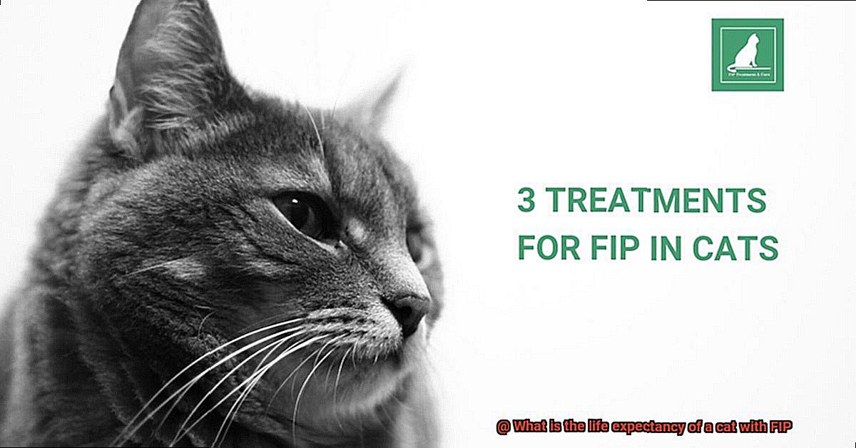 What is the life expectancy of a cat with FIP-3