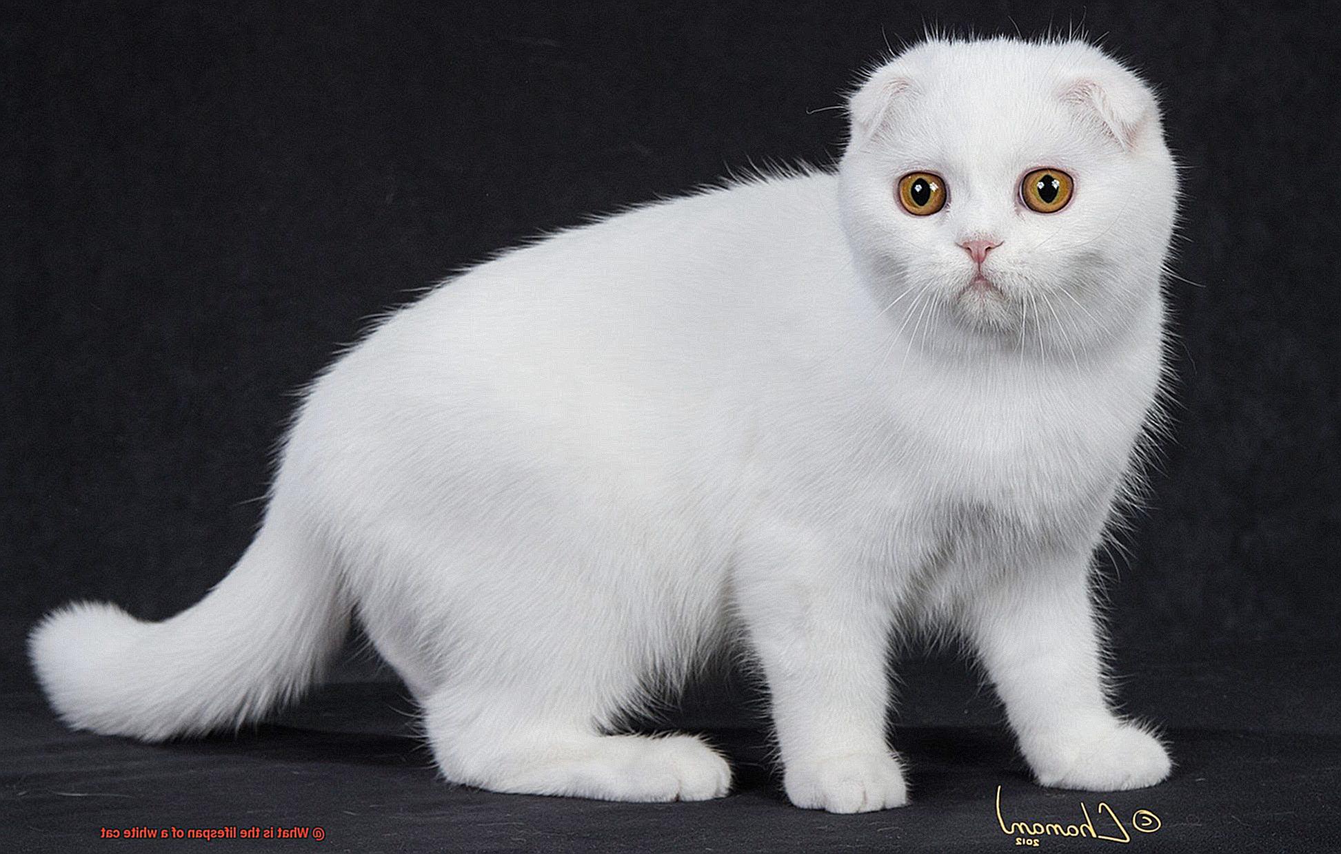 What is the lifespan of a white cat-2