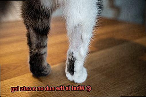What is the nub on a cats leg 0286240490