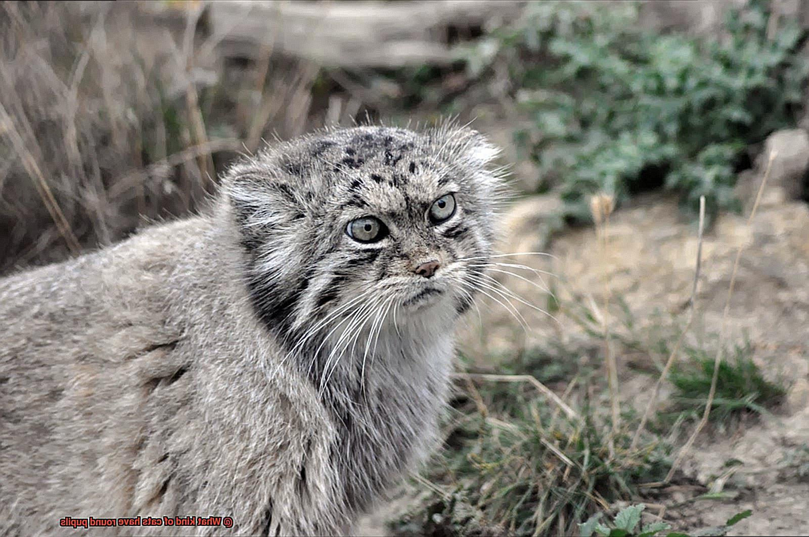 What kind of cats have round pupils-4