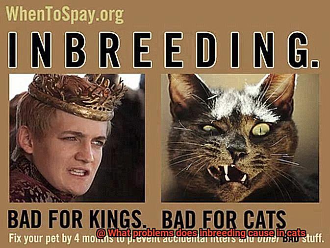 what-problems-does-inbreeding-cause-in-cats-21cats