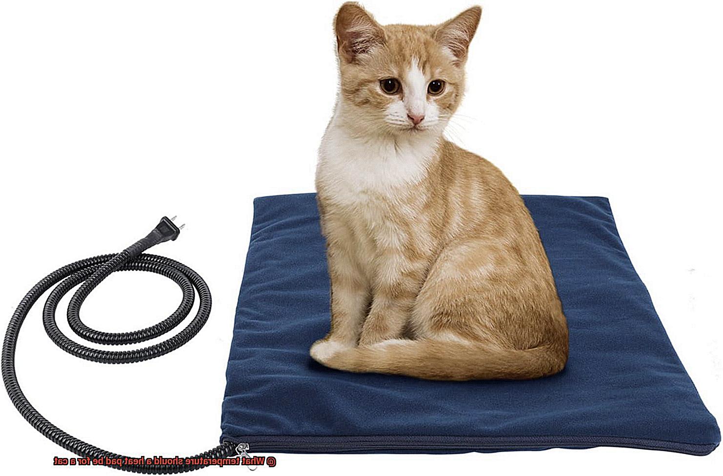 What temperature should a heat pad be for a cat-2