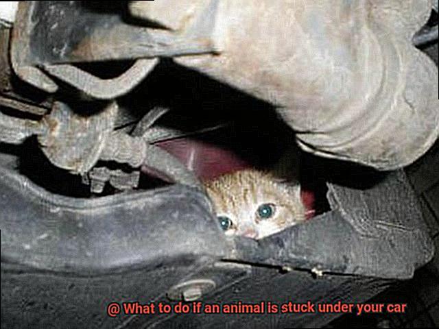 What to do if an animal is stuck under your car-5